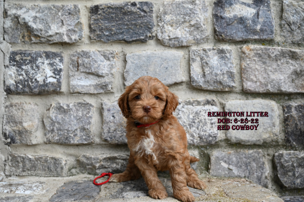 Versatile labradoodle puppies that can adapt to different environments and lifestyles