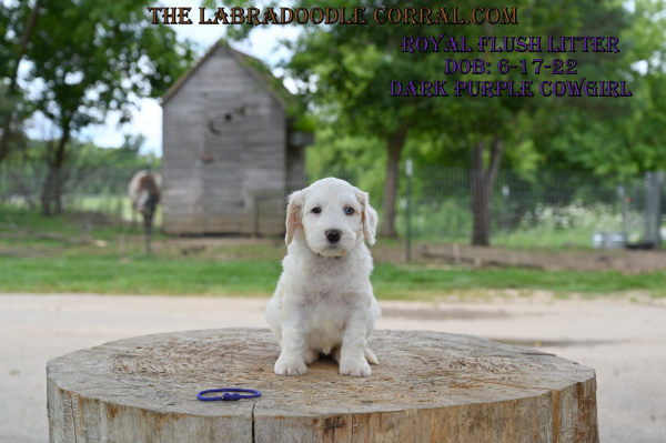 Smart labradoodle puppies that are easy to train and learn quickly