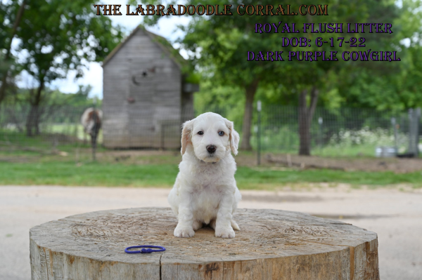 Olathe Labradoodle puppies for sale