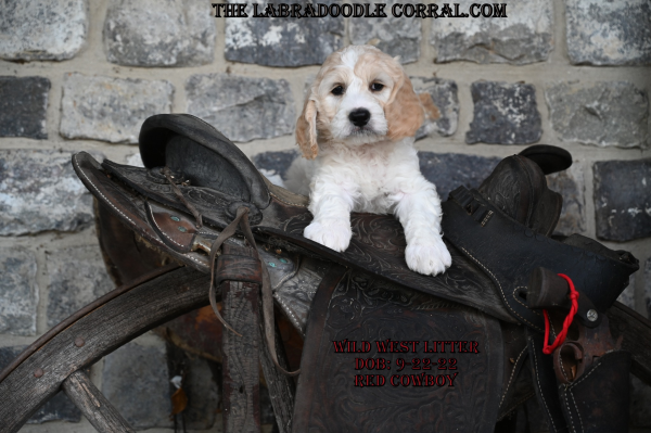 Omaha Labradoodle Puppies For Sale