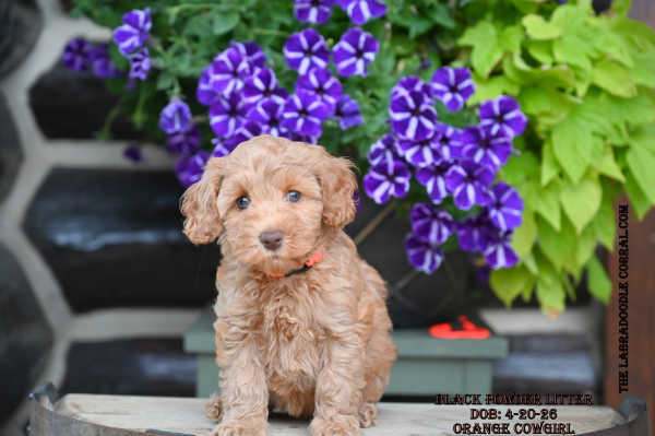 Buffalo Grove, IL Labradoodle Puppy Breeder Buffalo Grove, IL Labradoodle Puppy Breeder