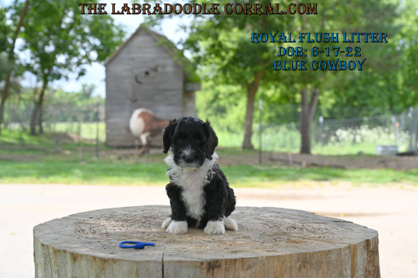 Overland Park Labradoodle puppies for sale