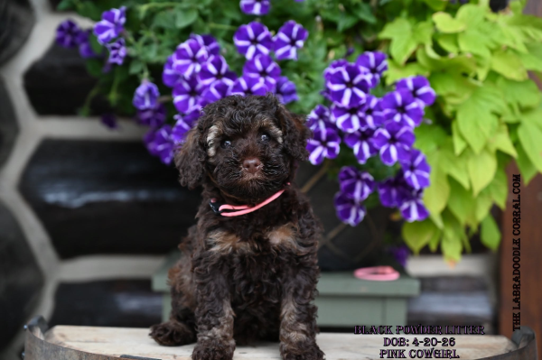 Joliet labradoodle breeder: puppies for sale or become a guardian Joliet labradoodle breeder: puppies for sale