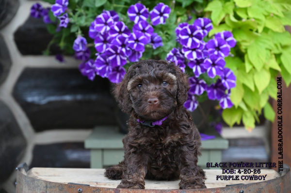 The Labradoodle Corral Australian Labradoodles for sale Covington Labradoodle puppies for sale
