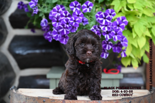 The Labradoodle Corral Australian Labradoodles for sale Fairfield Labradoodle puppies for sale