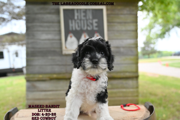 The Labradoodle Corral Australian Labradoodles for sale Mason Labradoodle puppies for sale