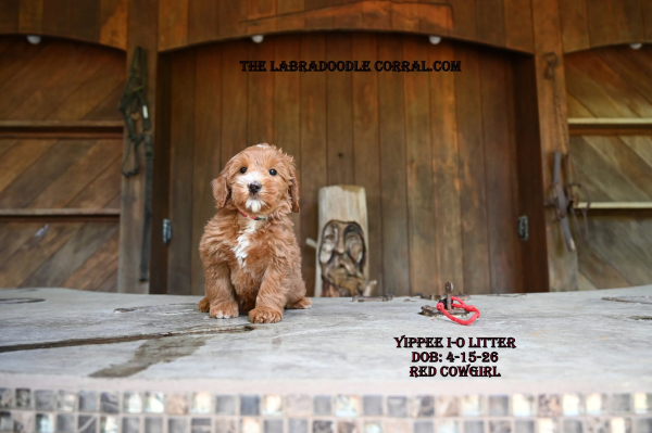 The Labradoodle Corral Australian Labradoodles for sale Florence Labradoodle puppies for sale