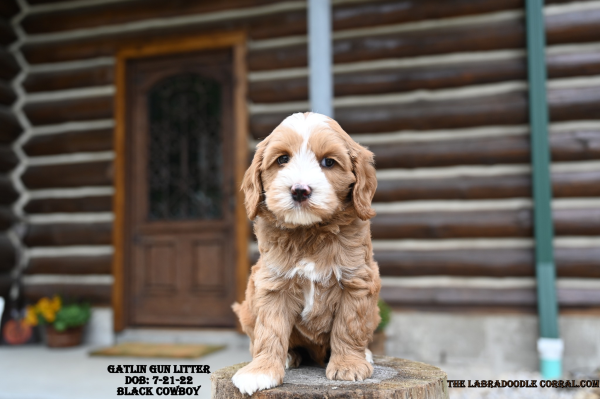 Sandwich, IL Highly trainable labradoodle puppies that make great companions