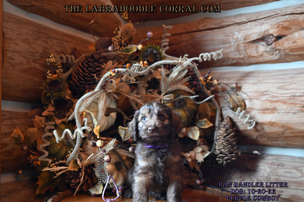 Sterling Heights labradoodle puppies for sale