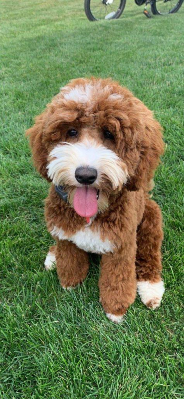 St. Louis Labradoodle Puppies For Sale