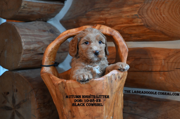 Tinley Park labradoodle puppies for sale