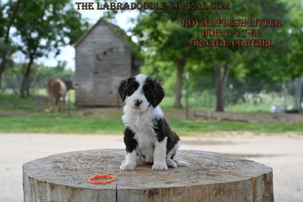 Toledo Labradoodle puppies for sale