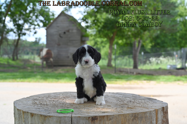 Topeka Labradoodle puppies for sale
