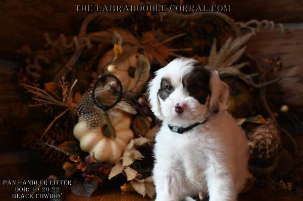 Warren labradoodle puppies for sale