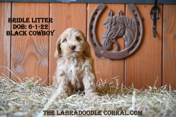 Westfield Labradoodle puppies for sale