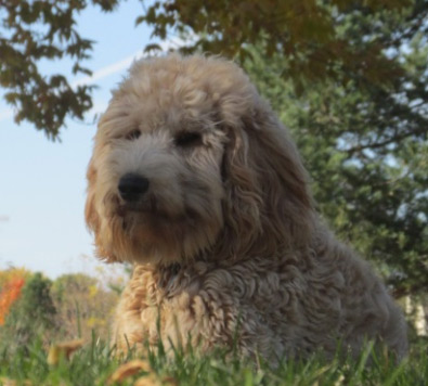 Australian Labradoodle Guardianship Program