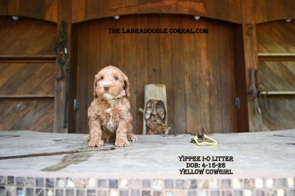 The Labradoodle Corral Australian Labradoodles for sale Bellevue Labradoodle puppies for sale