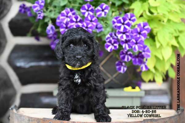 Tinley Park Labradoodle puppies for sale from breeder in Wisconsin. Tinley Park labradoodle puppies for sale