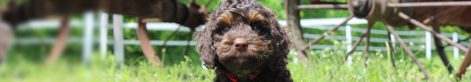 Labradoodle puppy breeder